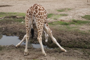 321-0216 Safari Park - Giraffe Splayed to Drink